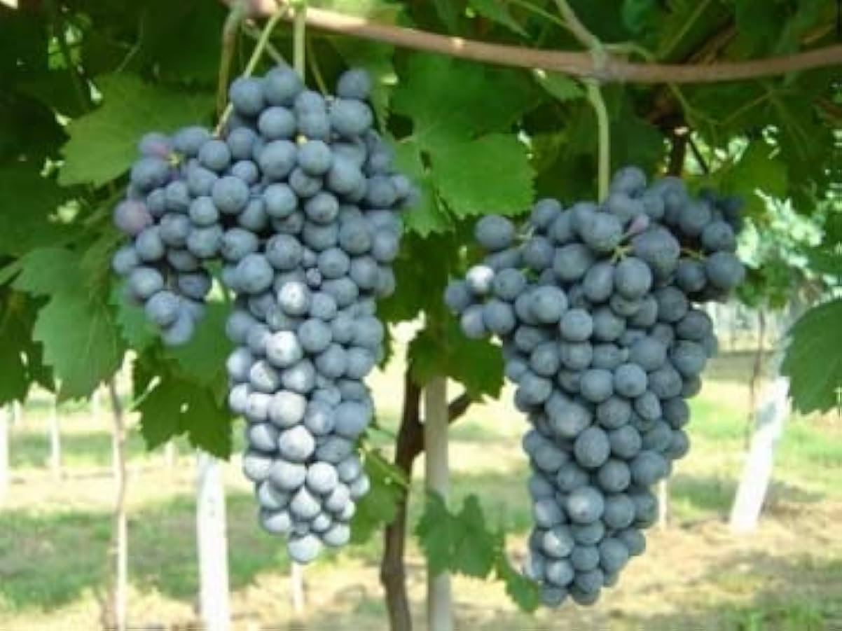 Valpolicella Ripasso DOC Superiore - Valle Dillasi - Tenute Gugi - Vino Rosso Rubino - prodotto Verona - rifermentato sulle vinacce dell´Amarone (6 Bottiglie) 371535276