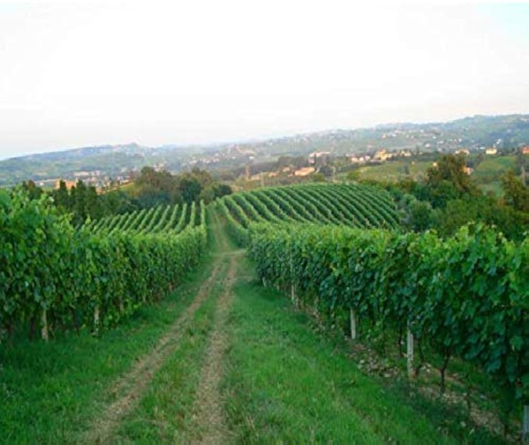 Boggero Bogge Wine - selezione Barbera d´Asti - Monferrato Dolcetto - Grignolino d´Asti - Monferrato rosso Nebbiolo - Monferrato Bianco Muller 106852046